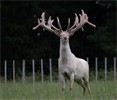 White Red Deer Private Sales 