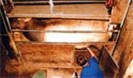 Xcell Breeding Services.