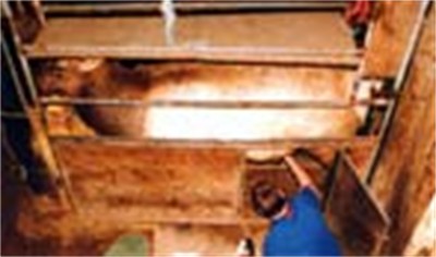 TradeDeer Service Provider Image 1