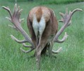 Love Red Deer Ltd