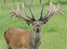 Love Red Deer Ltd