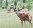 Sarnia Deer