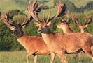 Sarnia Deer
