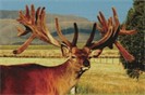 Foveran Deer Park