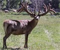 Foveran Deer Park
