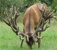 Raroa Red Deer