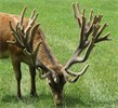 Raroa Red Deer