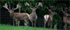 Trophy Stags For Sale