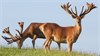 Stag Sale 17 Dec 17 @ 5pm