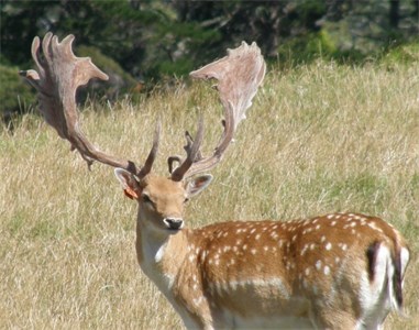 Gingernuts - Winner 2013 national hard antler