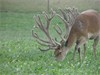 "MP" an 8 year old stag, born on our property. Scored 424.7 on the 1st Febrauary 2010 and broke left T8 prior to measuring.