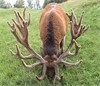 Awesome @ 3 436 inches