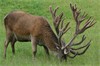 long well defned tines