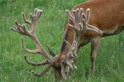 8260LVE grand dam of Awesome son Flash