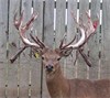 2 yr son of Brusnik 06134