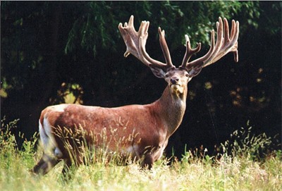Wredeson at 11 Years