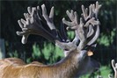 Wredeson Major