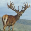 Salvador@ 3yrs 429 SCI