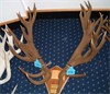 Hansen Antlers NIVC 2007