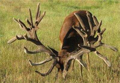552 Inches @ 7