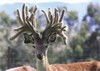 Lot 1 2010 Stag Sale 