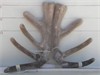 Zama son 76-09 6.0kg 2yr