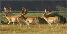 Pinewood Fallow