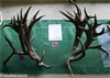 Winner  NI & National Hard Antler 2012