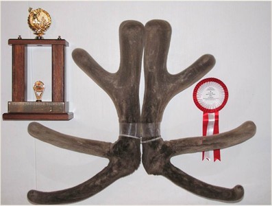 Winner 5yr Velvet Nationals 2012