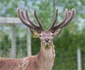 Castor SAR