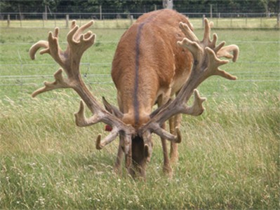 Dam of 186-04