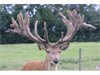 5th Rising Stars 3Y hard antler 