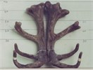 AR238-96 Altrive Sire