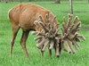 Full Brother Trump @ 1
