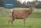 Churchill WFC