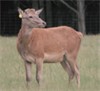 Shown at 2 years