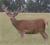 Shown at 2 years