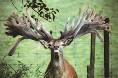 Canes Deer - Zambuka 