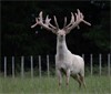 Sire of Eros over a Tokomaru White Hind 
