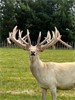 Brother 4Y Eros Lot 1 16 jan 24 Sale 