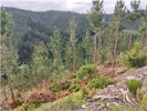 Tokomaru Pine Forest 