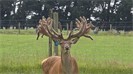 ROTs25 Sale Stags 
