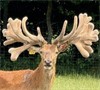 Lot 3 21 1088 Trump / Tarentino