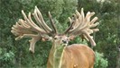 Foveran Deer Park 42nd  Elite Sire Stag Sale