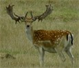 Pinewood Deer Farm - Trophy Fallow Stags