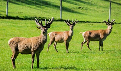 TradeDeer Service Provider Image 1