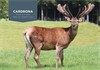 Cardrona @ 4Yrs