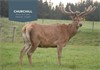 Churchill @5 yrs
