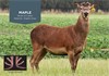 Maple @ 3 yrs 