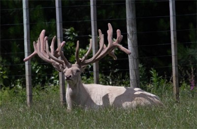 4Y Stag Eros 15 Dec 2023
